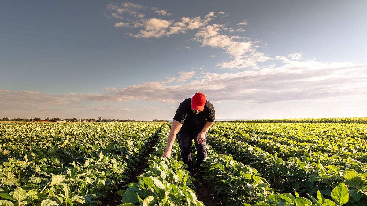 A GMO-s szója importjának kiváltása a hazai lakosság érdeke is 