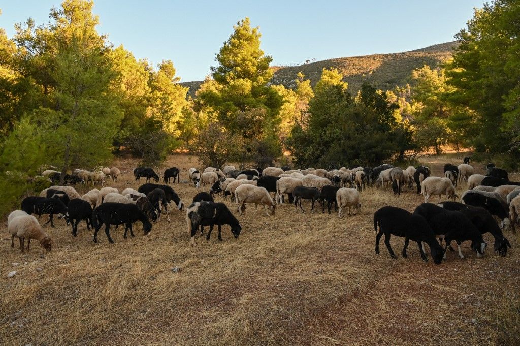 Sheeppox Outbrake Threatens Greek Livestock Industry.