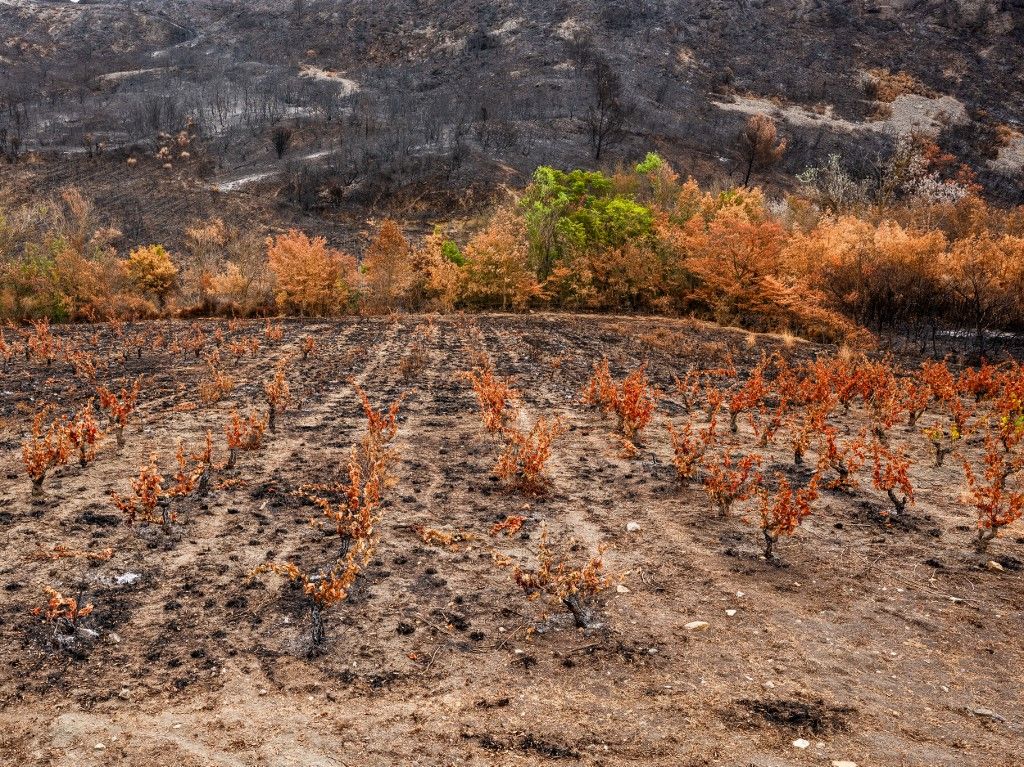 FRANCE-FIRE-VINEYARD-AUDE-CORBIERES
francia bor