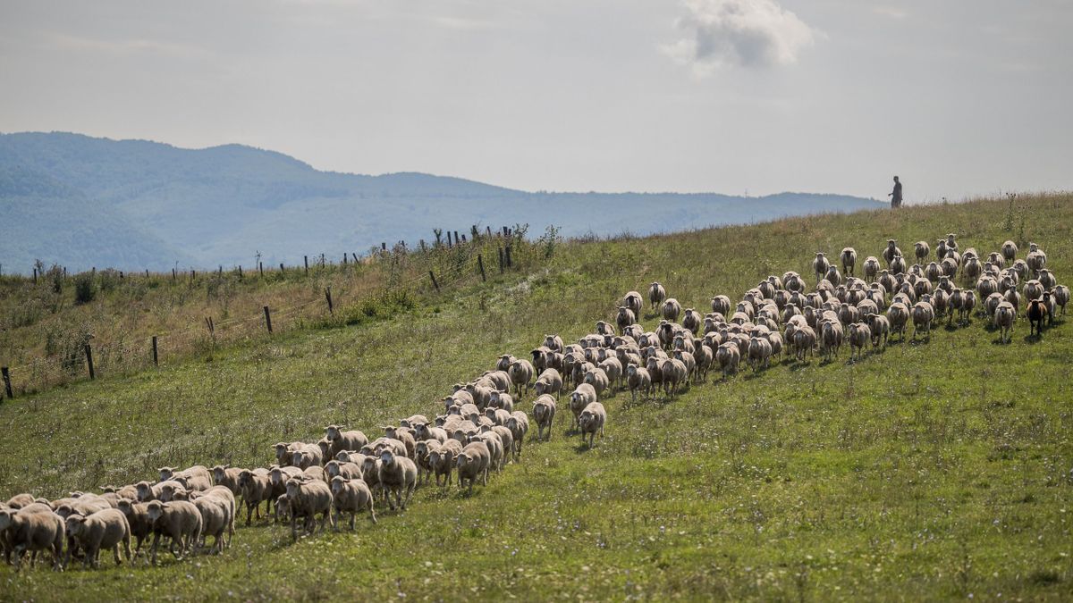 A fogyasztóknak szóló kampánnyal tisztázza az agrárkamara a húsokkal kapcsolatos tévhiteket 