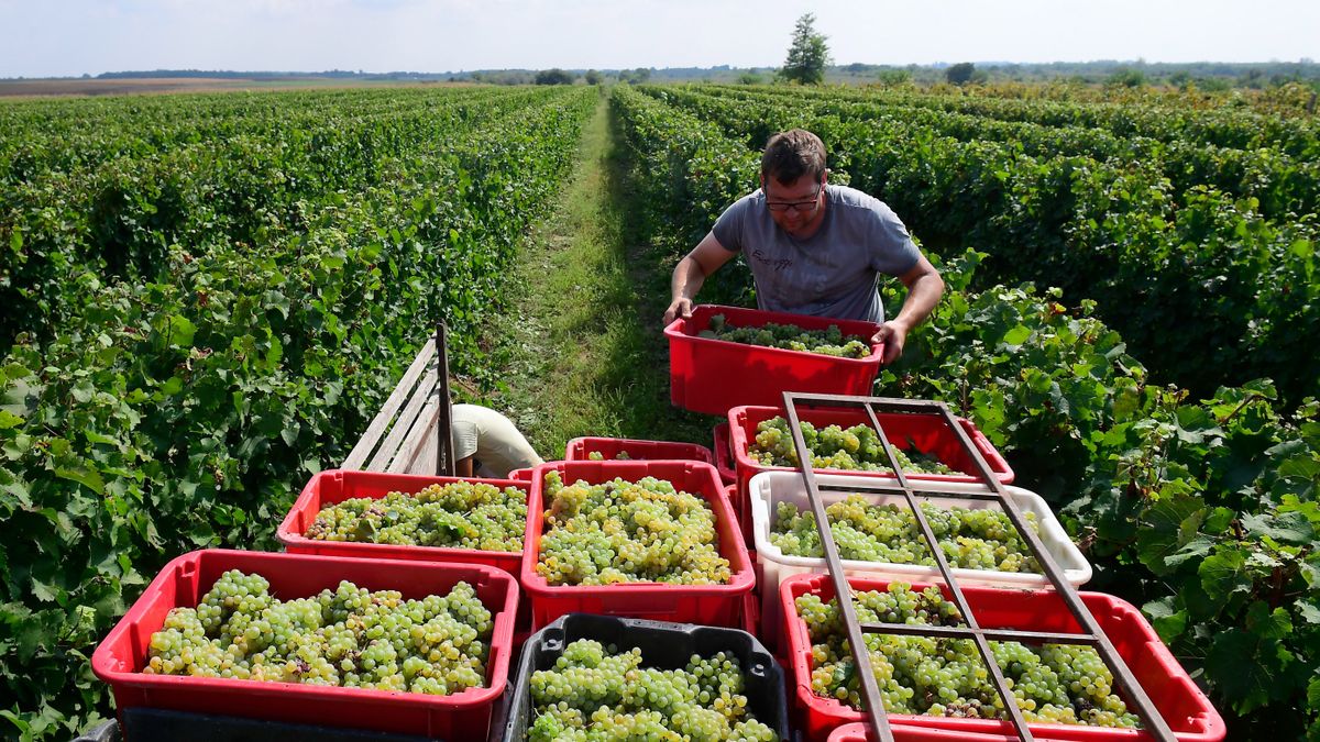 Emelkedtek a szőlőárak a szüretre, minden a boráremelés mellett szól, de ott egy sötét árny a háttérben