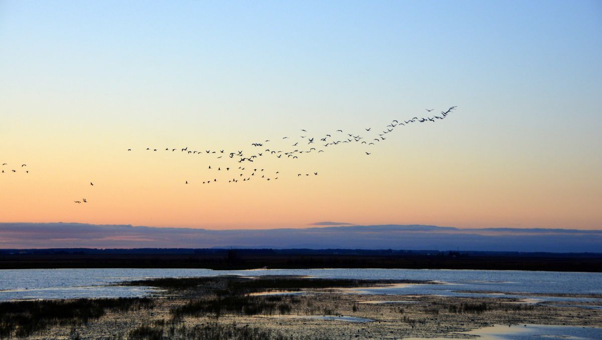 magyar gasztrorégió, Silhouette,Of,Flying,Grey,Cranes,At,Hortobágy,National,Park,In