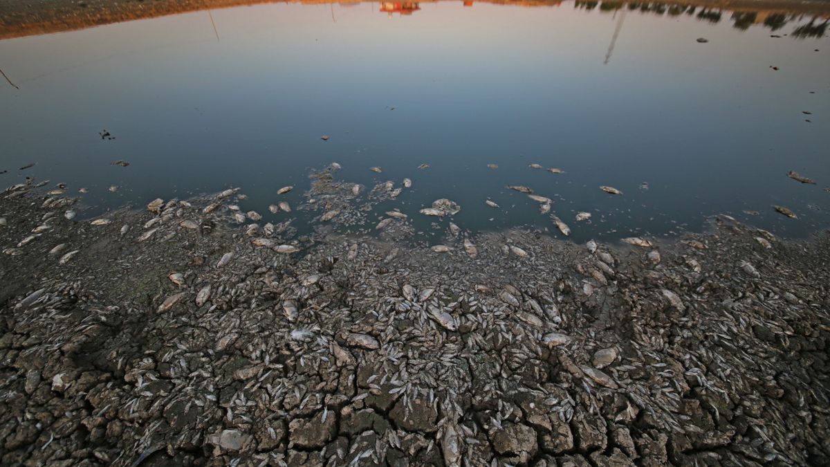 Fish in reservoirs in Turkiye's Mardin died due to drought olajszennyezést