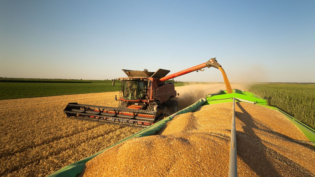 The,Combine,Harvester,In,A,Picturesque,Golden,Wheat,Field,At bászna gabona