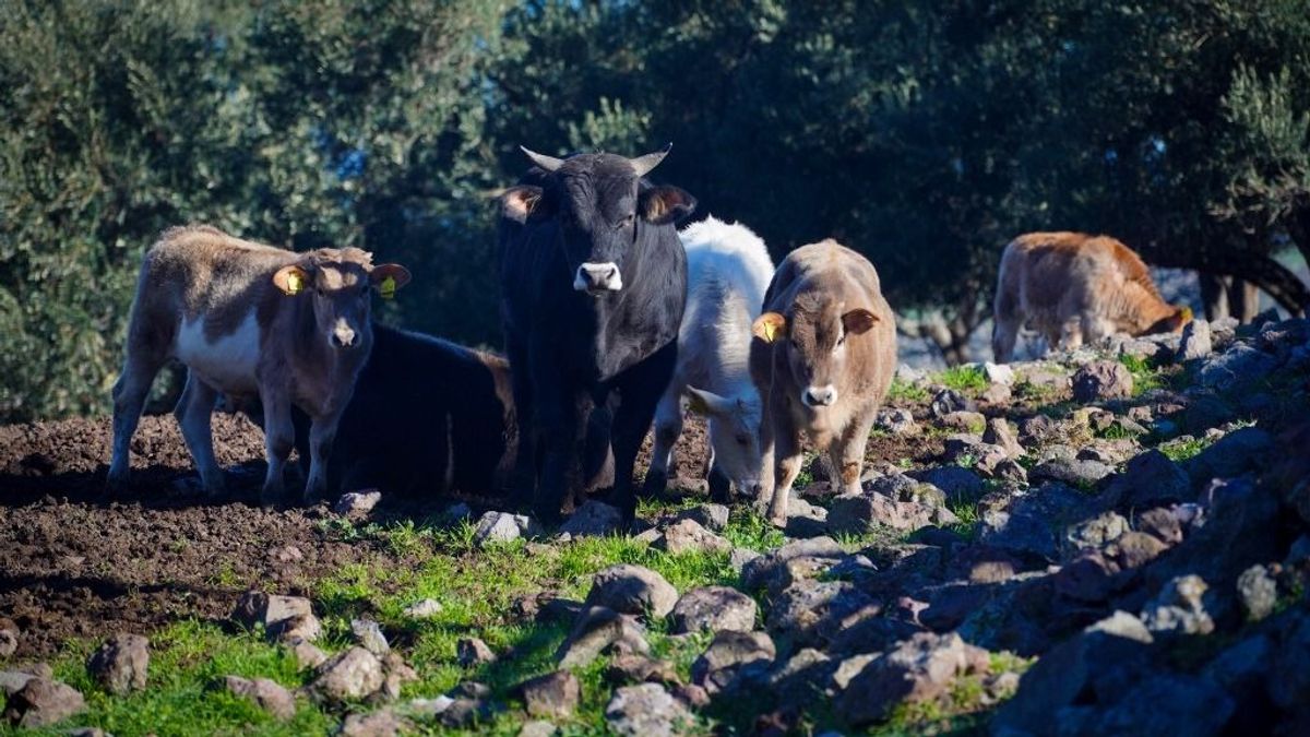 Óriási pénzeket nyúltak le az uniós agrártámogatásokból – unión kívüli földek, nem létező állatok a listán 