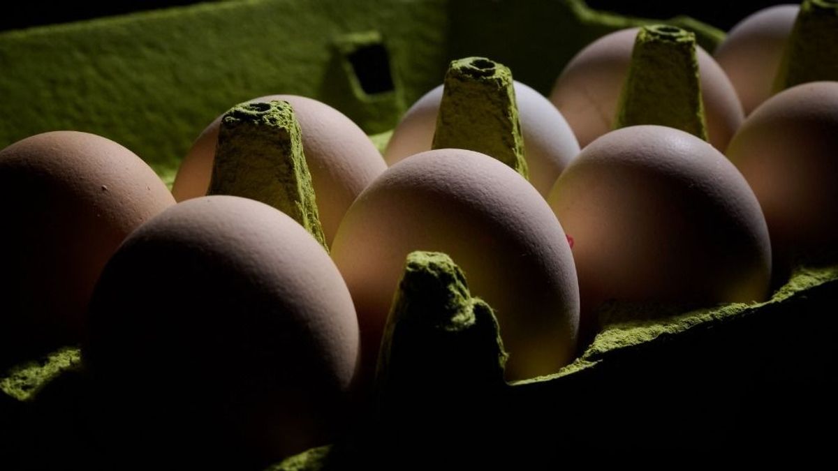 Az ukrajnai tojások botrányt keltettek Franciaországban – tiltott antibiotikumokról, nem szabványos termelési módszerekről panaszkodnak 