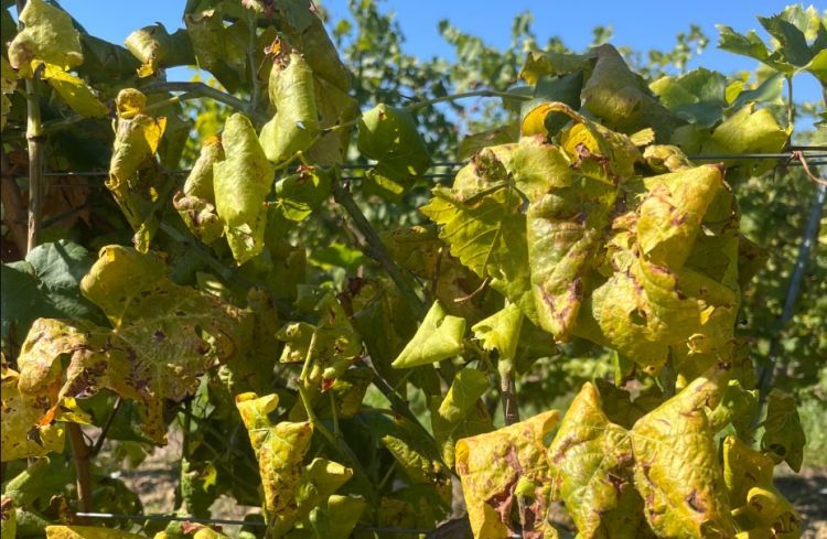 Szőlő aranyszínű sárgaság a leveleken/Fotó: Magyar Növényvédő Mérnöki és Növényorvosi Kamara/Tüh Annamária