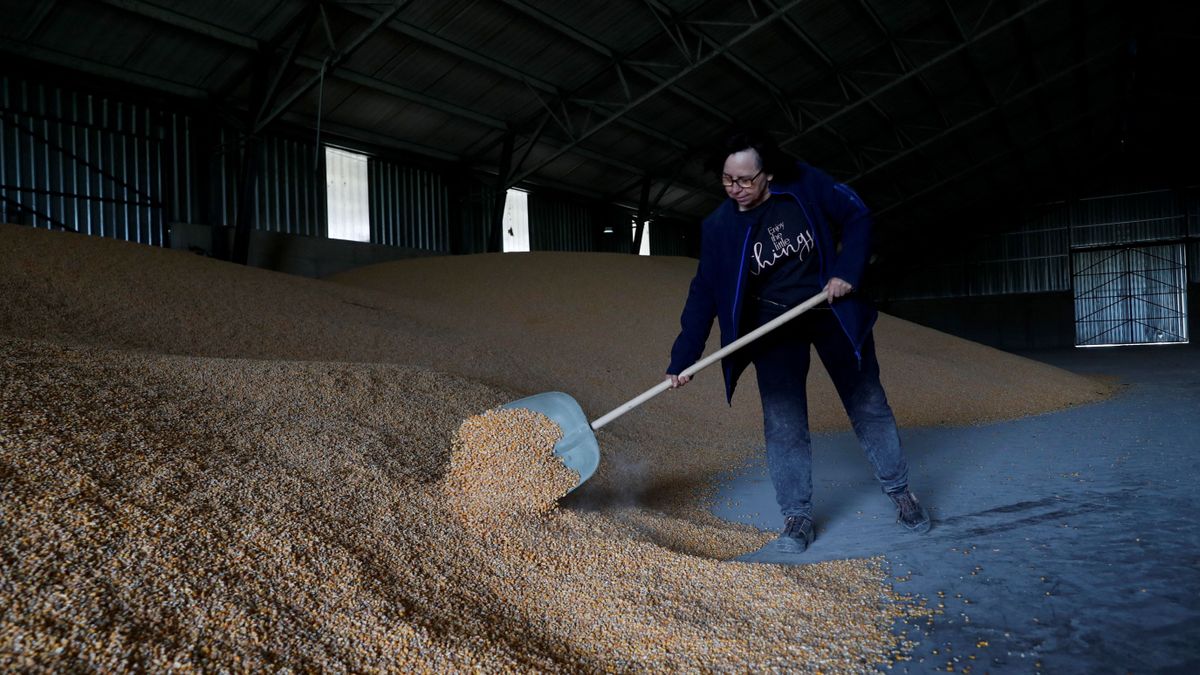 terület,An employee shovels corn at a grain storage in a farm, in Timar