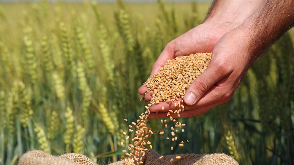 Wheat,Grains,In,The,Hands,Of,A,Successful,Farmer,,In világbank