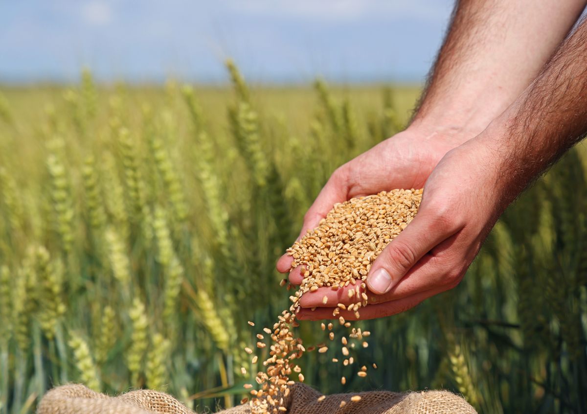 mezőgazdaság Wheat,Grains,In,The,Hands,Of,A,Successful,Farmer,,In