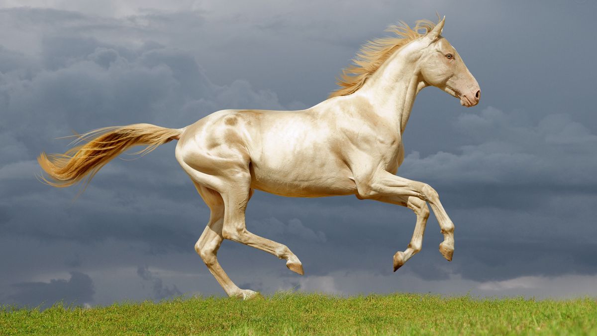 Perlino,Akhal-teke,Horse,Runs,Free,In,The,Field