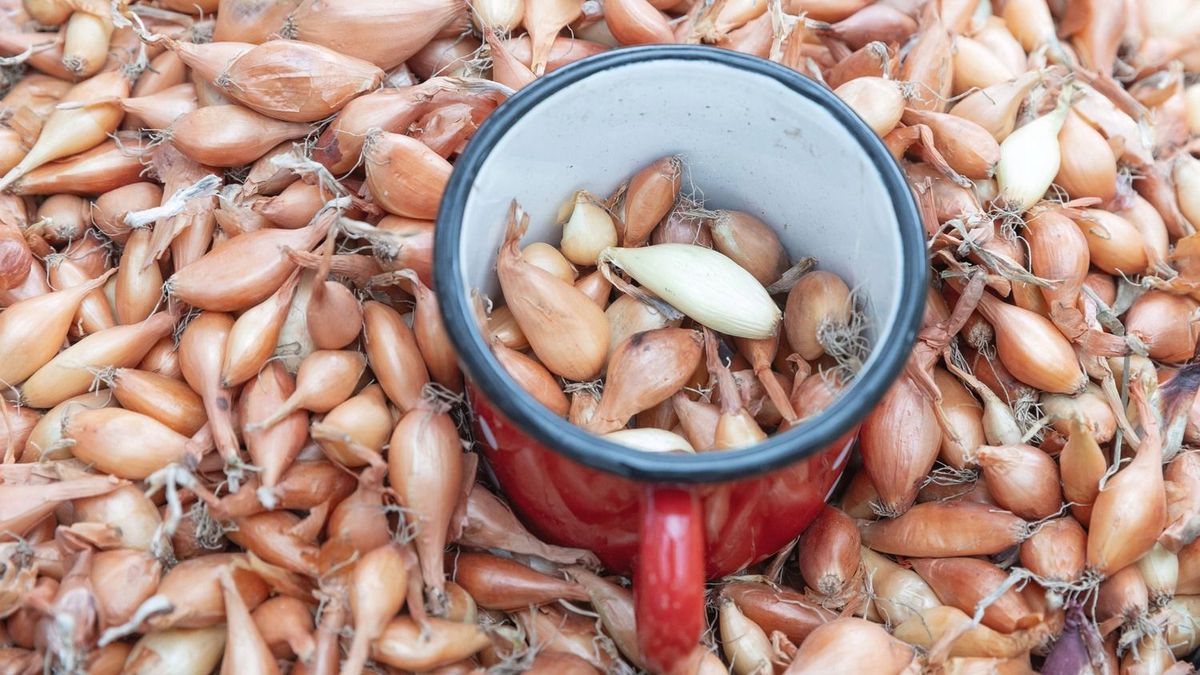 Rejtély a hagymák között: Hollandia olyat talált a zöldségek mellett, amivel csak Belgium bír el