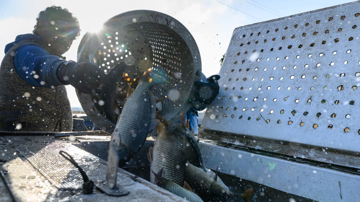 Teherautókon elhelyezett kádakba öntik a halakat a fonyódi halastavak lehalászása során idén októberben – elkezdődött az őszi lehalászás a Balatoni Halgazdálkodási Nonprofit Zrt. halastavaiban, a kifogott háromnyaras pontyokat több helyszínen engedik a Balatonba