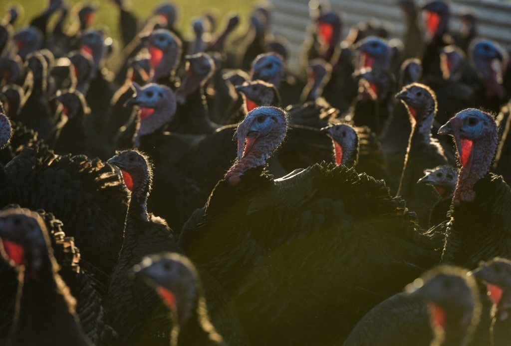 Free-Range Turkeys From Termonfeckin Farm Ready For Market
