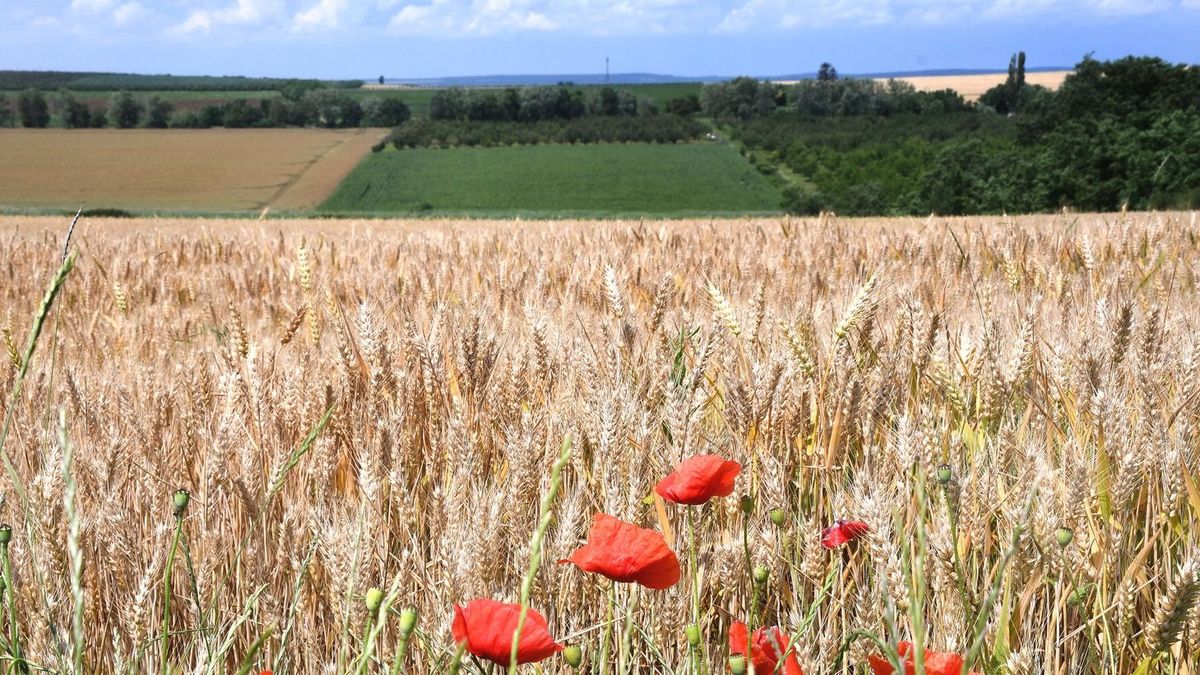 buzamezo-abaujkernel11 buza gabona bászna
