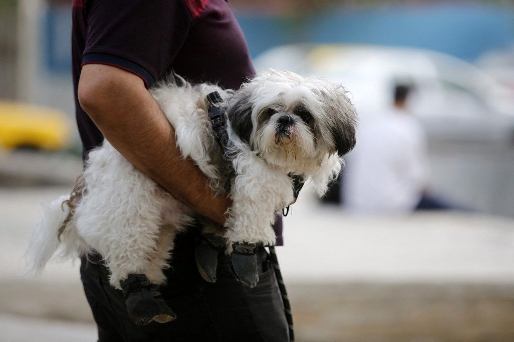 Iran extends ban on dog-walking in public spaces kutya kutyások