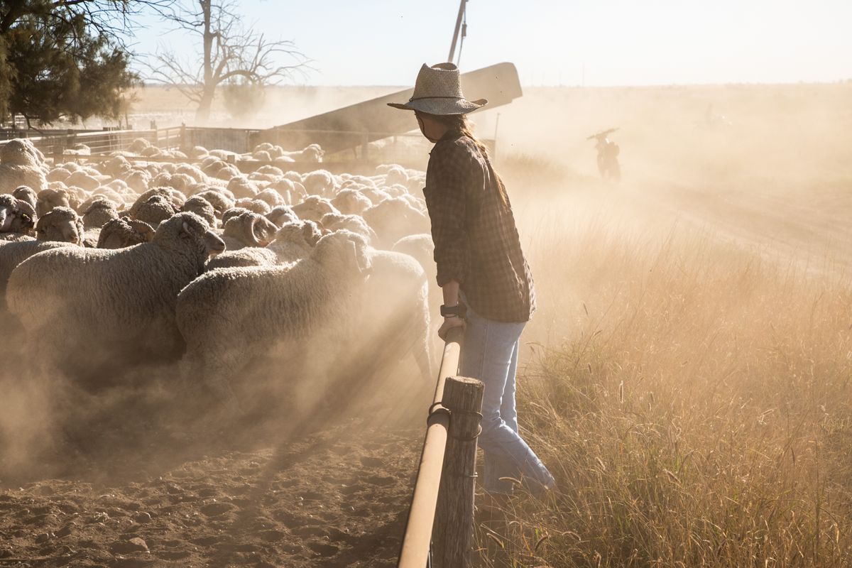 gazda, birkák, farmer, birka