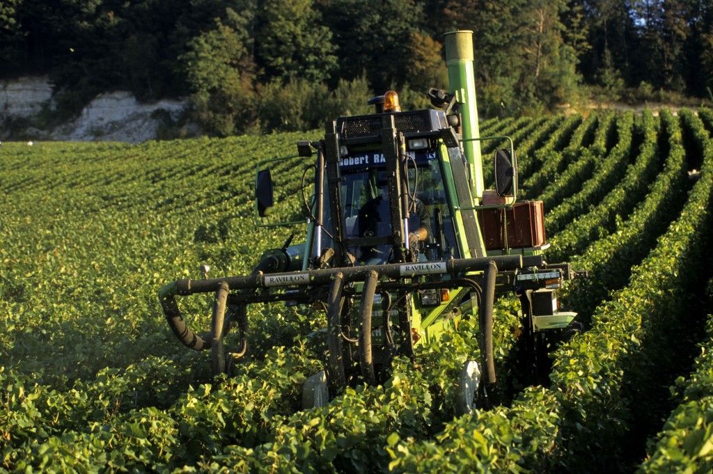 FRANCE. MARNE (51) THE ROAD OF CHAMPAGNE. WINE HARVEST: LEAF REMOVAL Több tízezer gazda vonulhat utcára az agrártámogatások megvágása miatt