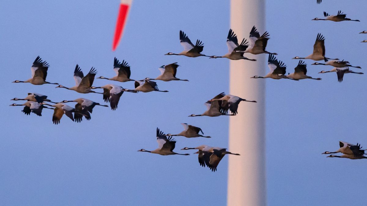 Madárinfluenza-pánik: több millió szárnyast öltek le – széleskörű korlátozásokat rendeltek el 