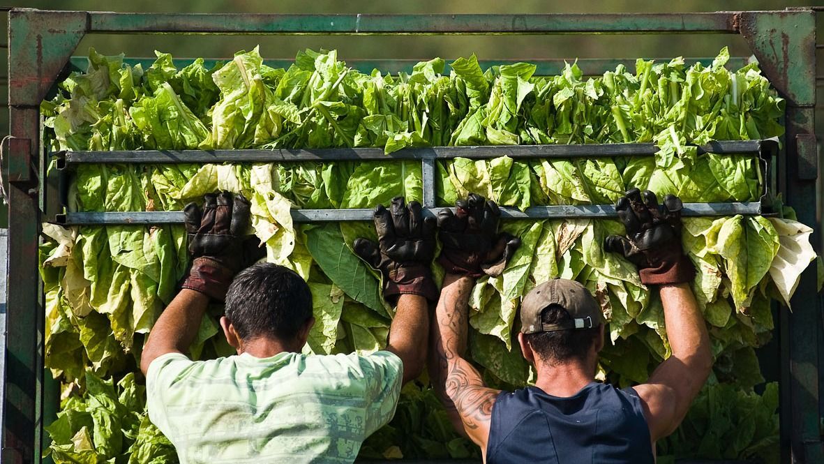 vendégmunkások, Pensum, munkaerő-közvetítő