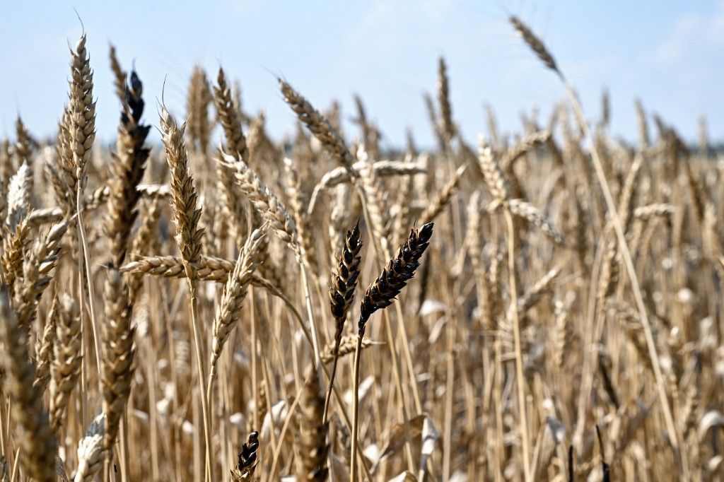 ukrán mezőgazdaság