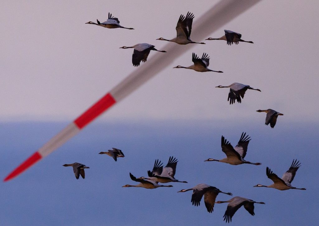 Cranes in the Brandenburg sky