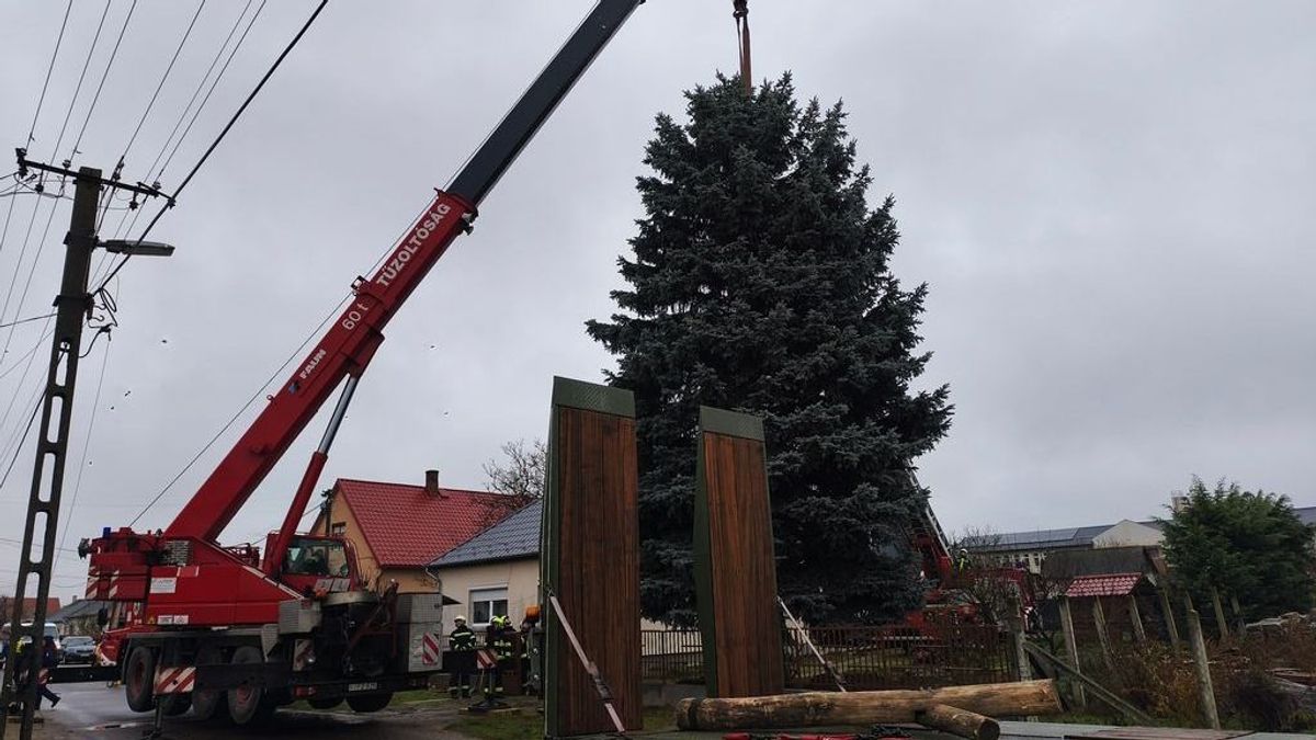 Eldőlt, ez lesz az Ország Karácsonyfája – már el is indult a méretes ezüstfenyő a Parlament elé 