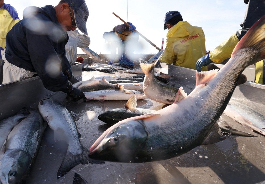 Salmon season starts in Hokkaido, Japan