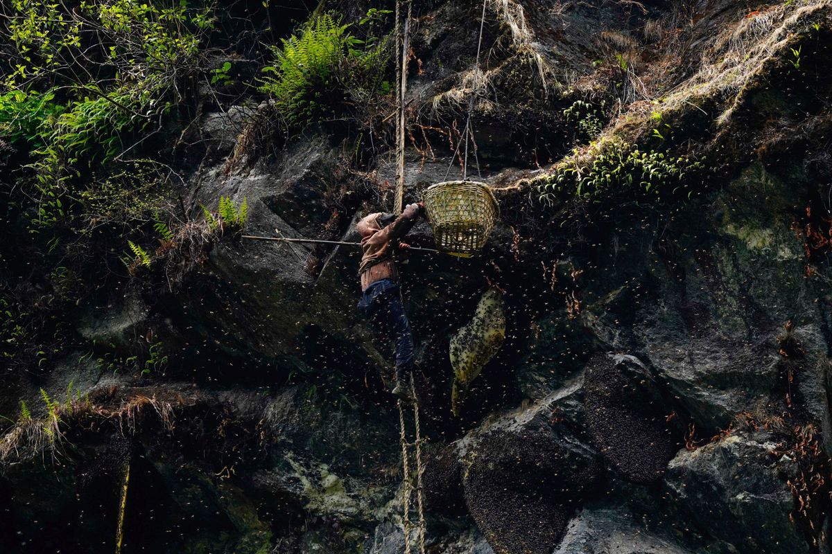 Sindhupalchok, Nepál – egy mézvadász próbálja elválasztani a méheket a méhsejtjeiktől