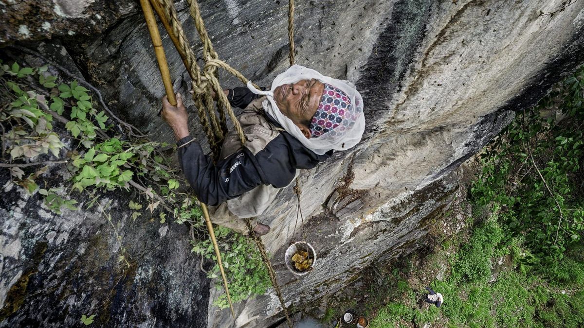 Kulung, Nepál – a mézvadászok füstölgő fű segítségével próbálják elkábítani őket, miközben keskeny bambuszlétrán kapaszkodnak. Northfoto/Solent News & Photo Agency/Renan Ozturk