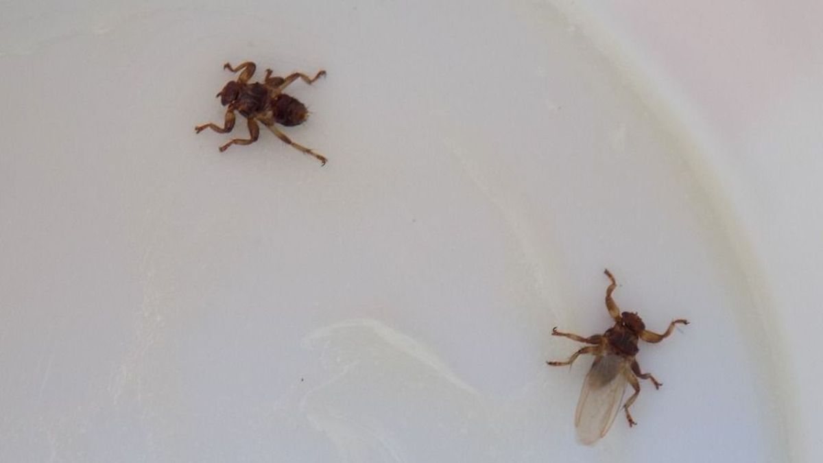 Új rovarfaj jelent meg hazánkban, mely könnyedén rátámad az emberekre - nem lehet ellenük védekezni az irtószerekkel 