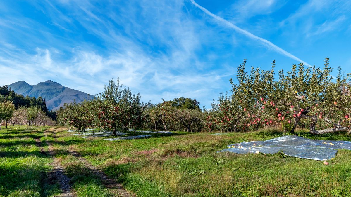 [apples,,Hirosaki,City,,Aomori,Prefecture],Apple,Orchards,Are,Harvesting,In, zártkert