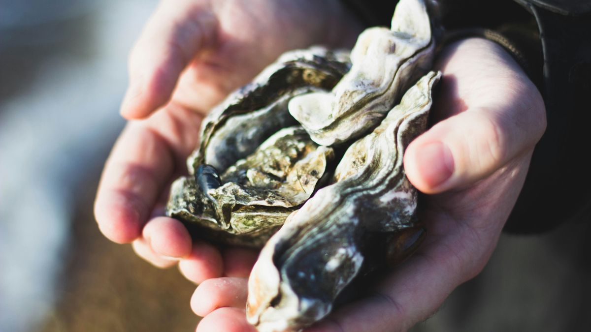 Pusztul az osztriga japán, már a hirosimai prefektúra termésének java odavan (illusztráció)