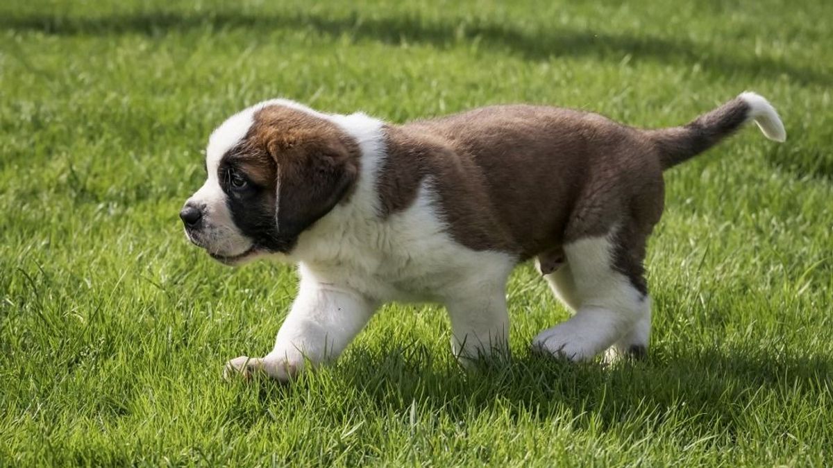 Milliárdos piac a póráz végén: a kutyások már a plázák működését is átírják Magyarországon – az is kiderült, ki mennyit szán havonta kedvencére 