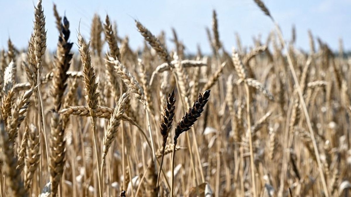 Terméskilátások Ukrajnában: mennyiségi gond nincs, minőségi annál inkább 