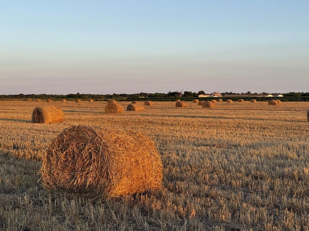 FRANCE, CHARENTE-MARITIME (17) RE ISLAND, WHEAT FIELD AFTER HARVEST