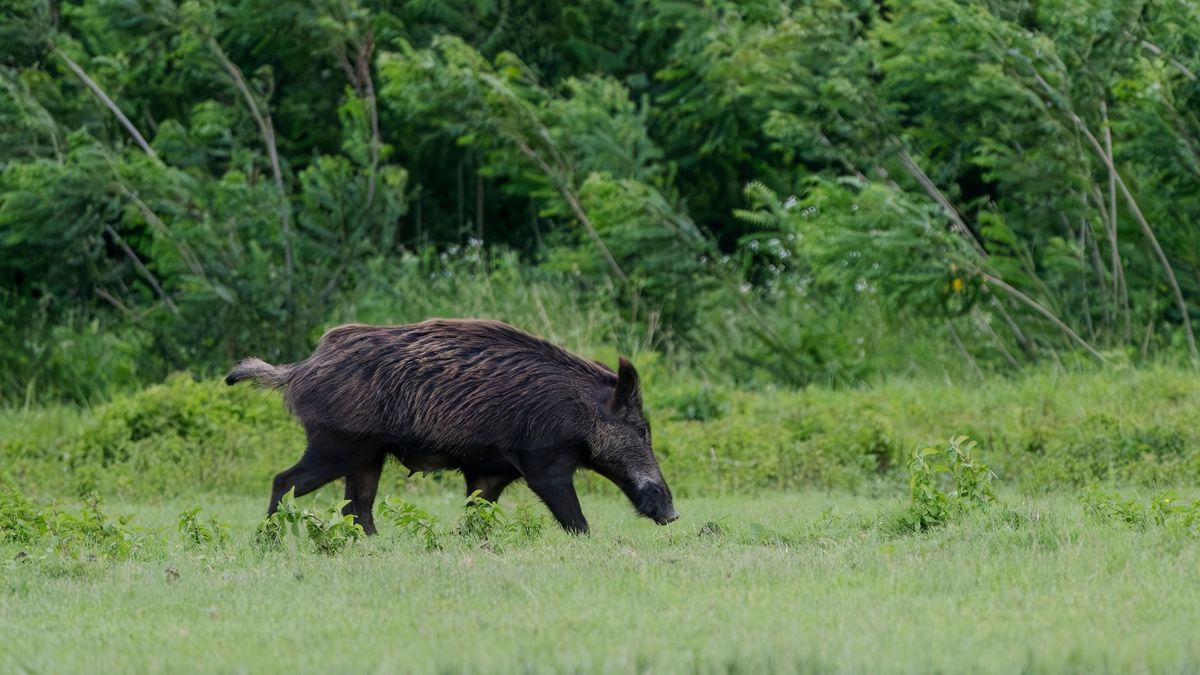 Vaddisznó-detektorokkal vadásszák az ukrán drónokat az oroszok