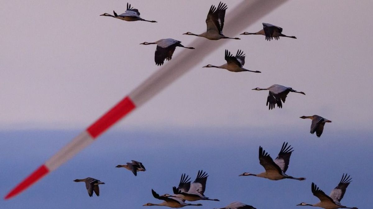 Korábban kezdődött az idén a madárinfluenza-járvány, terjed a vírus az EU-ban 