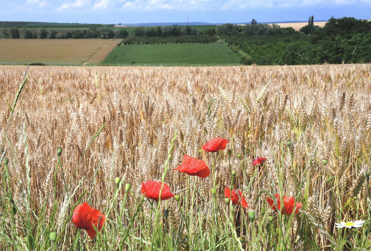 buzamezo-abaujkernel11 Jó hír a gazdálkodóknak: könnyített feltételek és határidő hosszabbítás