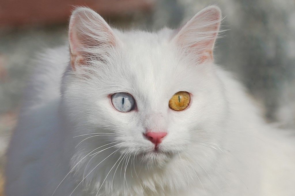 Van Cat Watch System introduced in Turkey's Van