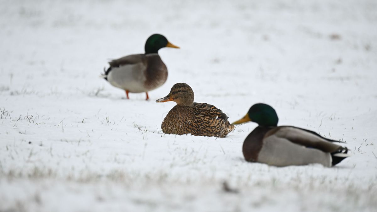 Jön a szilveszteri hó: mutatjuk hol borulhat fehérbe a táj 