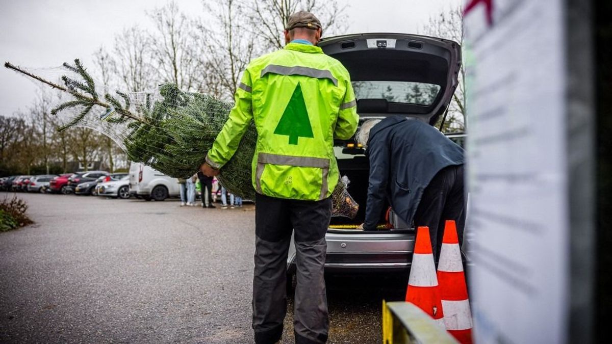 Ennyibe kerülnek idén a karácsonyfák: a vásárlók többsége a legdrágább fajtát keresi - nem könnyű húszezer forint alatt megúszni