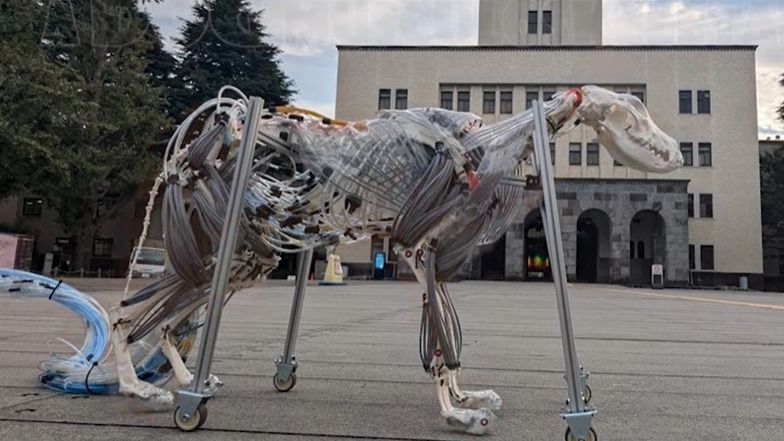 Az izmokig lecsupaszított robotkutya minden egyes mozdulata jól látható. Fotó: YouTube/ Suzumori Endo Robotics Laboratory