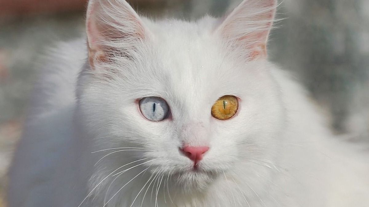 A macskák becsipezését már készíti is elő az EU, hiába cáfolná az ellenkezőjével macskaadótervét a Tisza 