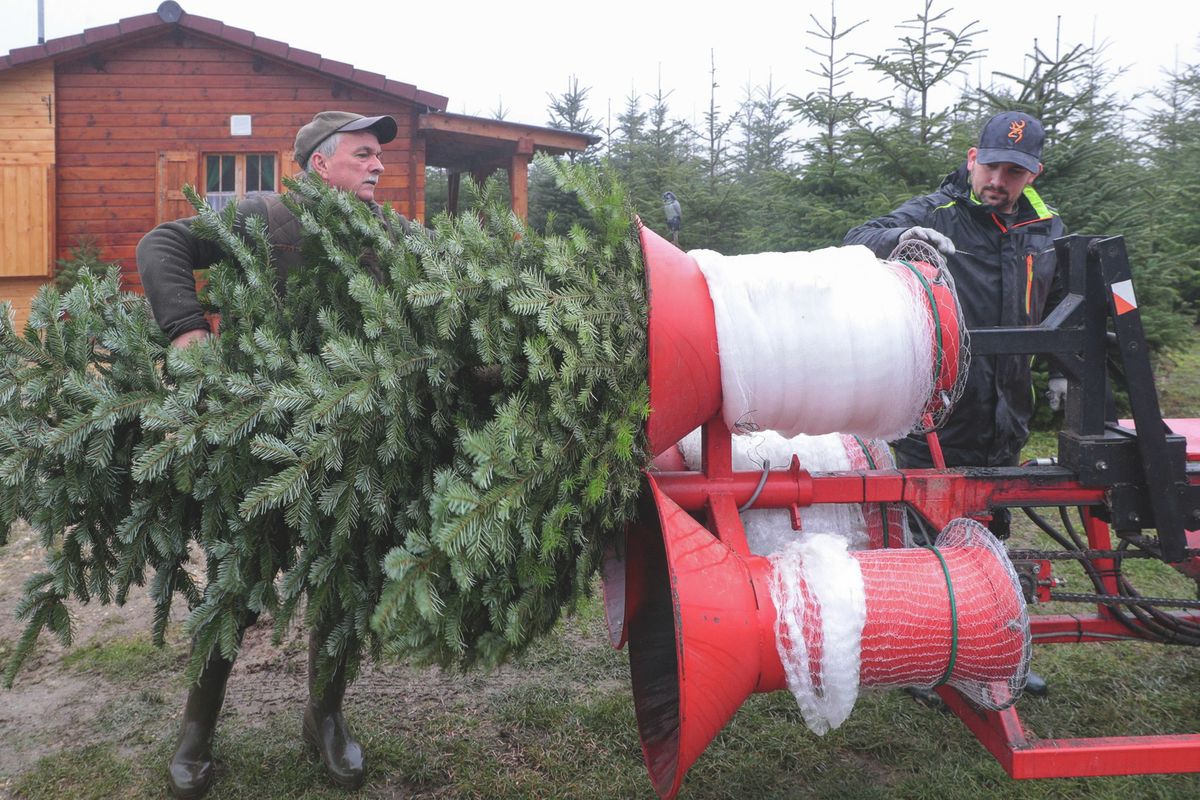 fenyő 20251203_karacsonyfa_felsomarac_szp_vn (14)