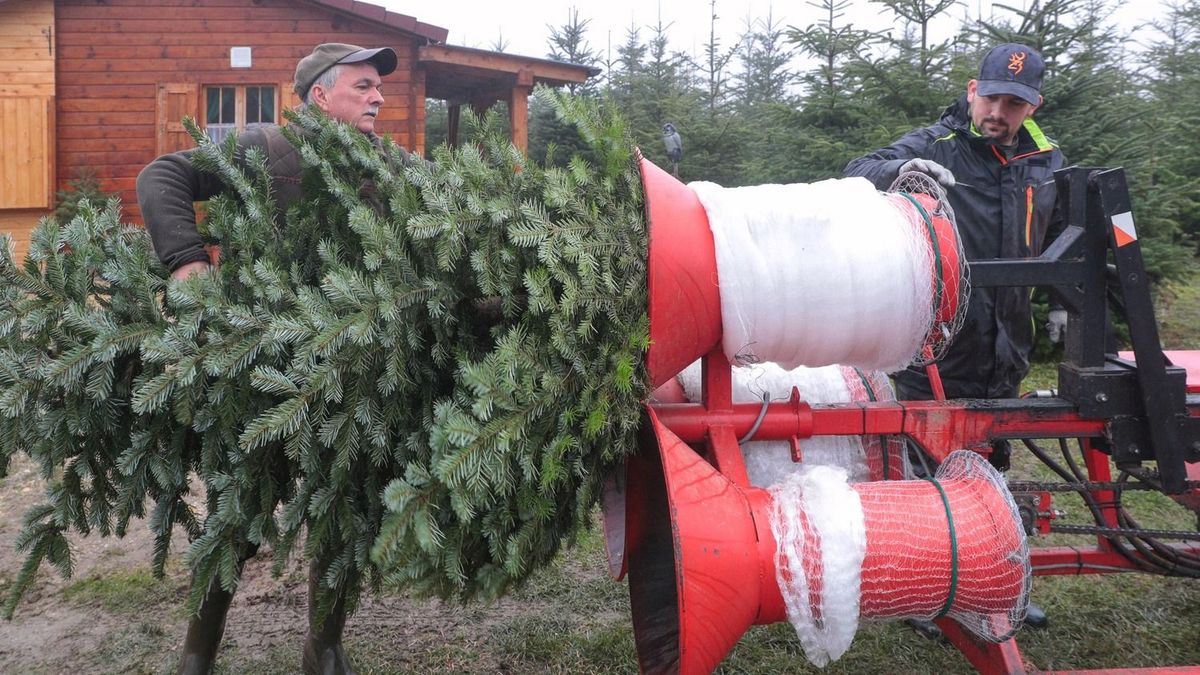 Minden városba megérkeztek a fenyőfák – kiderült, a mű- vagy az élő fenyő a környezetbarátabb választás 