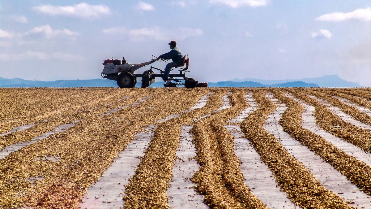 Soha nem volt még olyan drága a kávé, mint 2025-ben, és ez jó eséllyel már nem is lesz másként 
