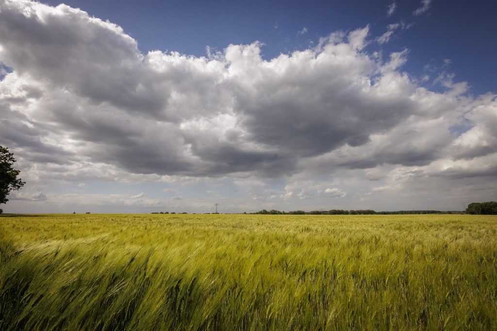 Field with green barley or grain stalks