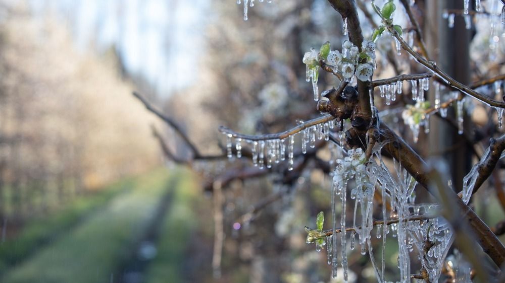 horvát fagykár termés
tavaszi fagykár