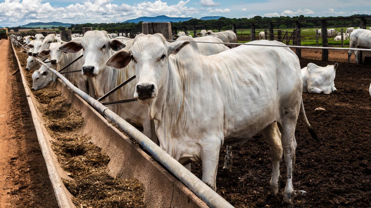 Súlyos botrányok a dél-amerikai mezőgazdaságban 